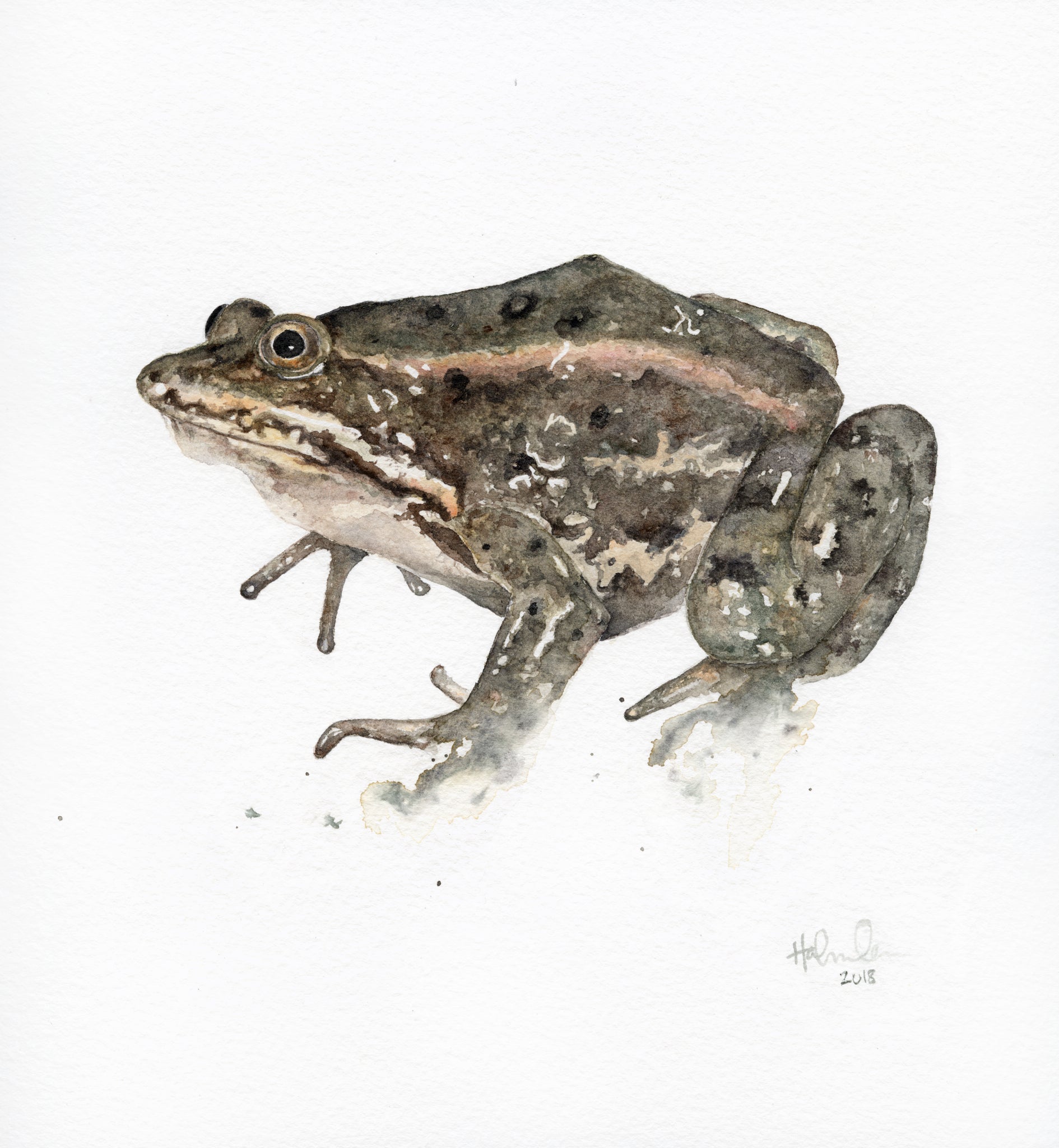 Watercolor 5" x 7" Columbia Spotted Frog