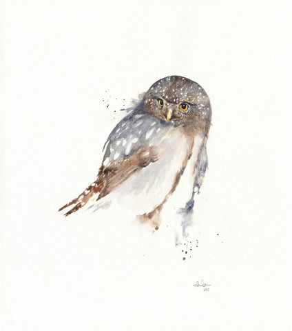 Watercolor 8”x10” Northern Pygmy Owl