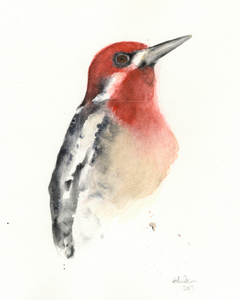 Watercolor 8”x10” Red-Breasted Sapsucker