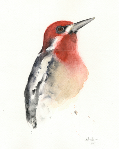 Watercolor 5”x7” Red-Breasted Sapsucker