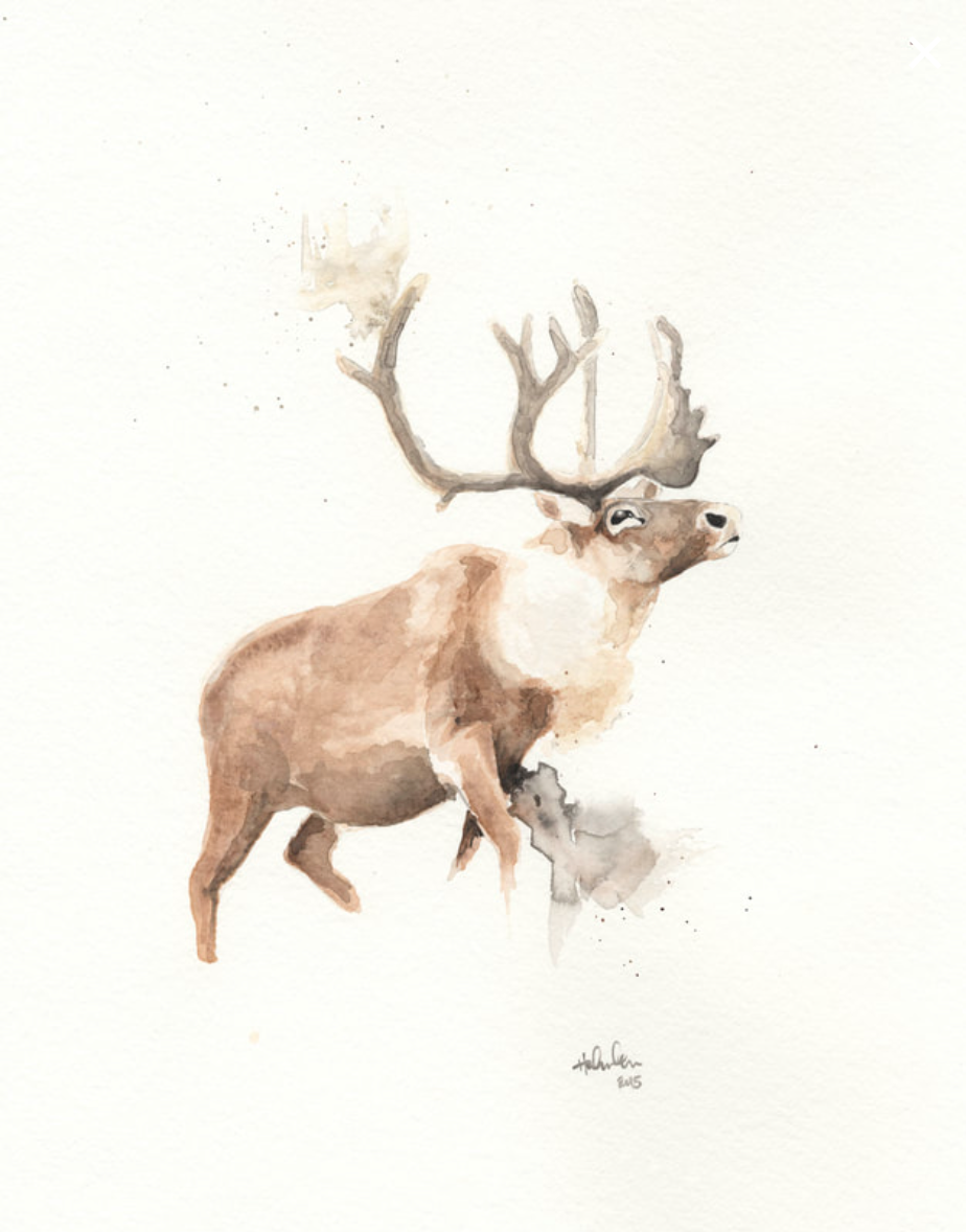 Watercolor 8”x10” Barren Ground Caribou