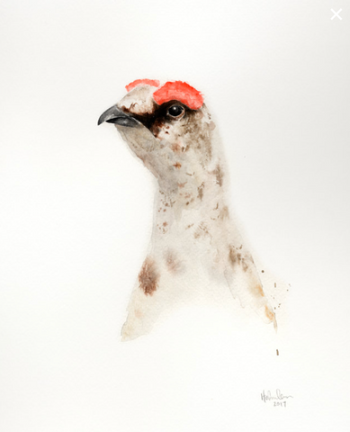 Watercolor 8”x10” Ptarmigan