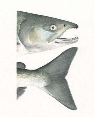 Watercolor Heads and Tails- Chum