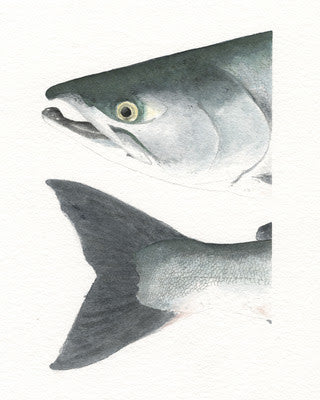 Watercolor Heads and Tails- Humpy