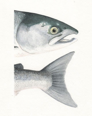 Watercolor Heads and Tails- Sockeye